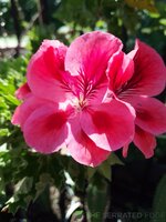 IMG_20251008_133654.jpg
