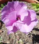 IMG_20251008_134115~2.jpg