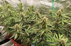 IMG_20251023_115421.jpg IMG_20251023_115421.jpg