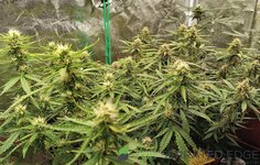 IMG_20251023_115343.jpg IMG_20251023_115343.jpg