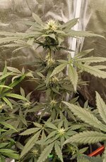 IMG_20251023_120339.jpg IMG_20251023_120339.jpg