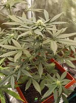 IMG_20251023_120413.jpg IMG_20251023_120413.jpg