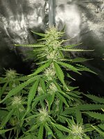 IMG_20251023_080635.jpg IMG_20251023_080635.jpg