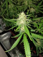 IMG_20251023_080559.jpg IMG_20251023_080559.jpg