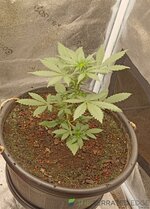 IMG_20251026_115636.jpg IMG_20251026_115636.jpg