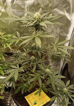 IMG_20251026_121424.jpg IMG_20251026_121424.jpg