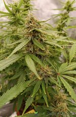 IMG_20251026_113803.jpg IMG_20251026_113803.jpg