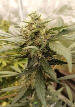 IMG_20251103_160951.jpg IMG_20251103_160951.jpg