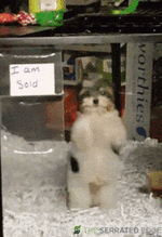 giphy - 2025-11-10T231121.957.gif