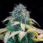 samsquanch-og-mephisto-genetics-autoflower-seeds.jpg