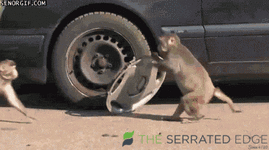 giphy - 2025-12-02T095758.890.gif