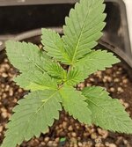 IMG_20251213_120222.jpg IMG_20251213_120222.jpg