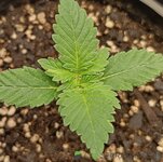 IMG_20251213_120153.jpg IMG_20251213_120153.jpg