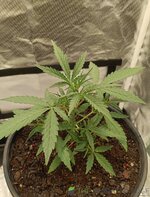 IMG_20251214_084318.jpg IMG_20251214_084318.jpg