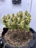 IMG_6023.jpeg IMG_6023.jpeg