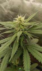 IMG_20260122_120635.jpg IMG_20260122_120635.jpg