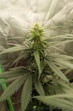 IMG_20260122_120509.jpg IMG_20260122_120509.jpg