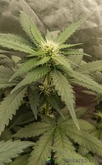 IMG_20260122_120709.jpg IMG_20260122_120709.jpg