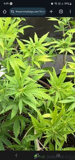 Screenshot_20260125-170957_Chrome.jpg Screenshot_20260125-170957_Chrome.jpg