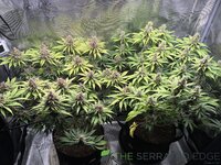 tempImage9iSHF0.jpg tempImage9iSHF0.jpg