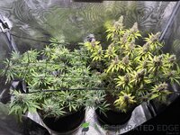 tempImageEV9hkJ.jpg tempImageEV9hkJ.jpg