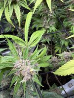 tempImagePpXfQr.jpg tempImagePpXfQr.jpg