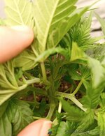 IMG_20260301_111050.jpg IMG_20260301_111050.jpg