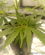 IMG_20260301_105148.jpg IMG_20260301_105148.jpg