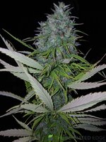 20260301_204135.jpg 20260301_204135.jpg