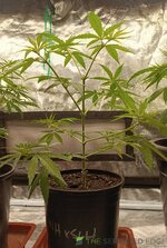 IMG_20260303_091647.jpg IMG_20260303_091647.jpg