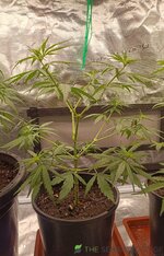 IMG_20260303_091729.jpg IMG_20260303_091729.jpg