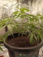 IMG_20260303_091918.jpg IMG_20260303_091918.jpg