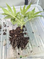 1000000819.jpg 1000000819.jpg