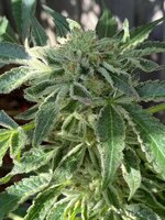 81 - Copy - Copy.jpg