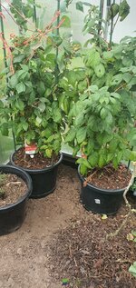 20260505_160534.jpg