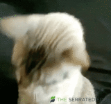 giphy - 2026-06-02T195258.429.gif