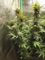 IMG_0461.jpeg