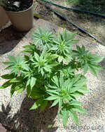 IMG_20260707_111414.jpg