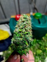 20260803_160751.jpg