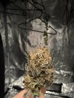 IMG_8974.jpeg