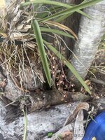 IMG_4785.jpeg