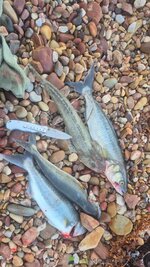 20260905_073313.jpg