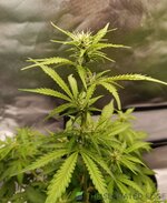 IMG_20260907_115902.jpg