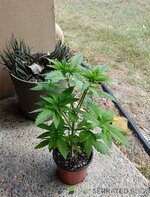 IMG_20261004_103716.jpg