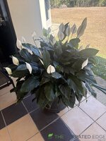 IMG_4894.jpeg