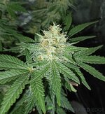 IMG_20261014_181248.jpg