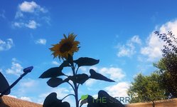 sunflower.jpg