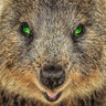 Quokk@