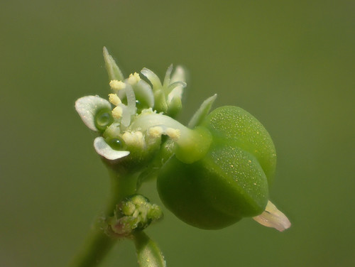 inaturalist.ala.org.au