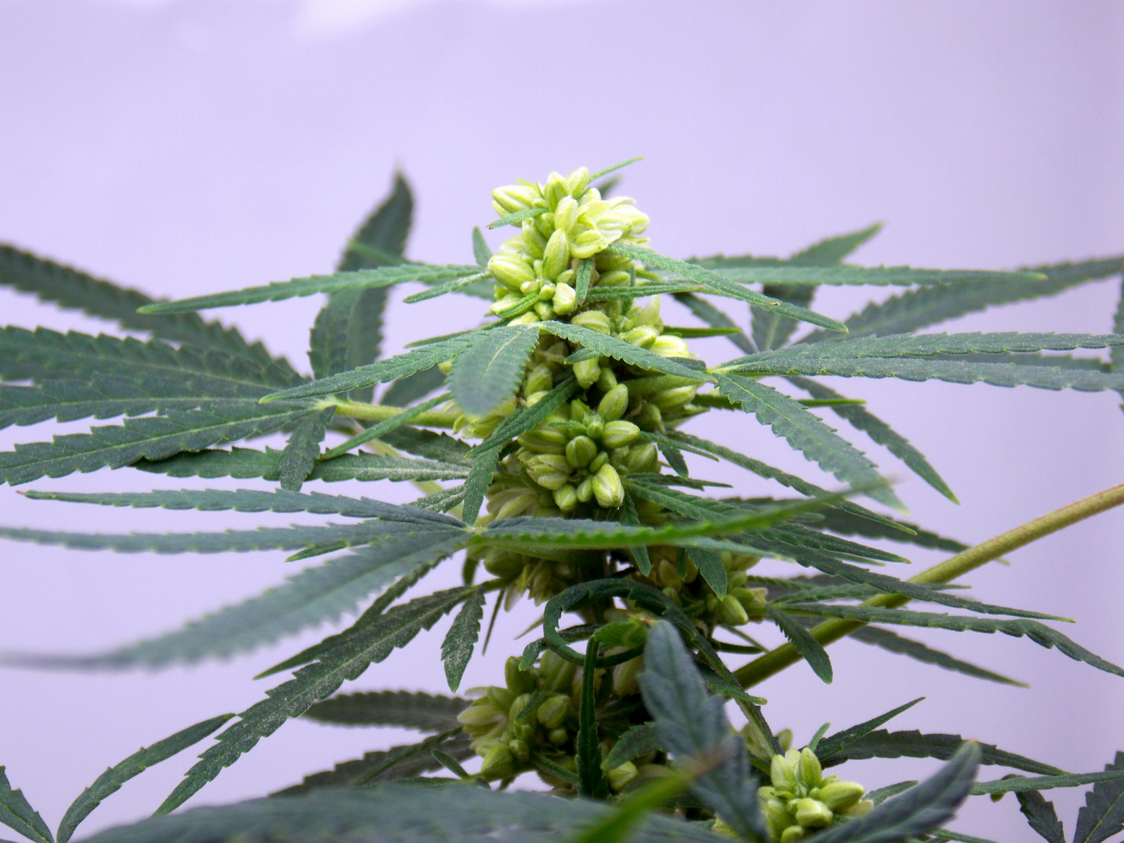 www.420magazine.com